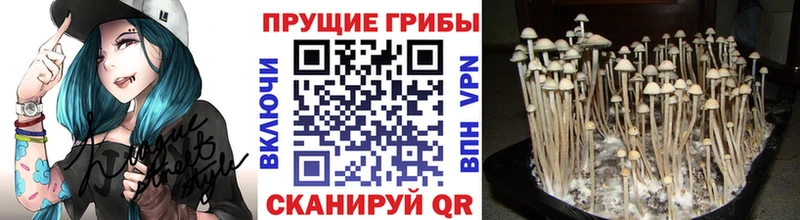 купить   ОМГ ОМГ как войти  Псилоцибиновые грибы мухоморы  Грозный 