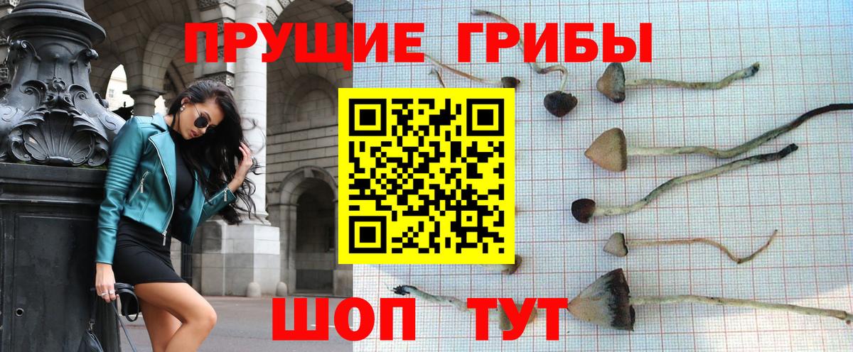 Грозный  Псилоцибиновые грибы мицелий  Псилоцибиновые грибы мицелий  Вход с VPN 